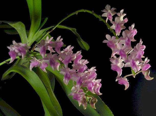 Aerides odorata